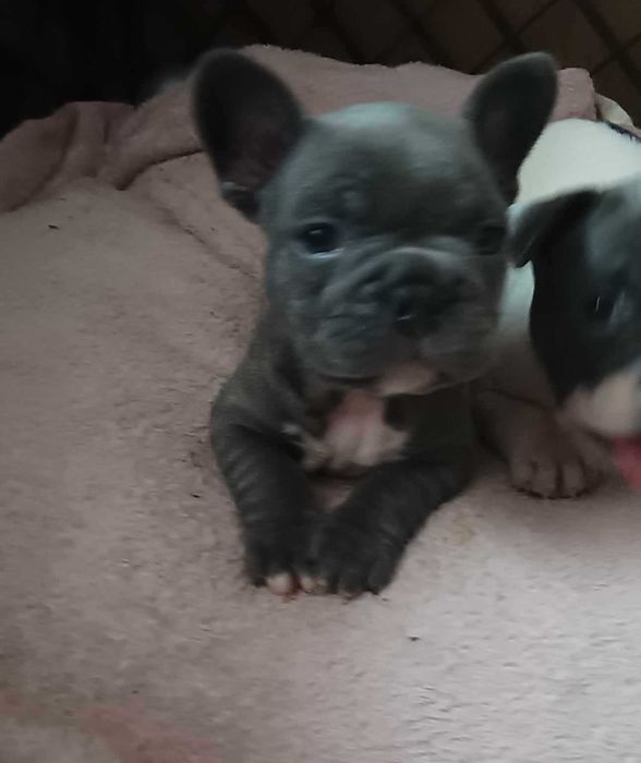 Buldog francuski  piękny  szczenię rodowód