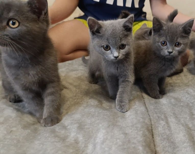 Перевезення тварин в Європу