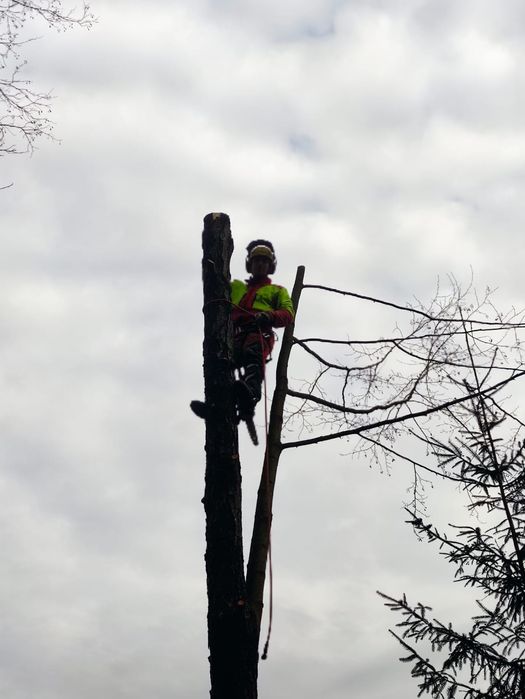 Wycinka i pielęgnacja drzew, wyburzenia budynków