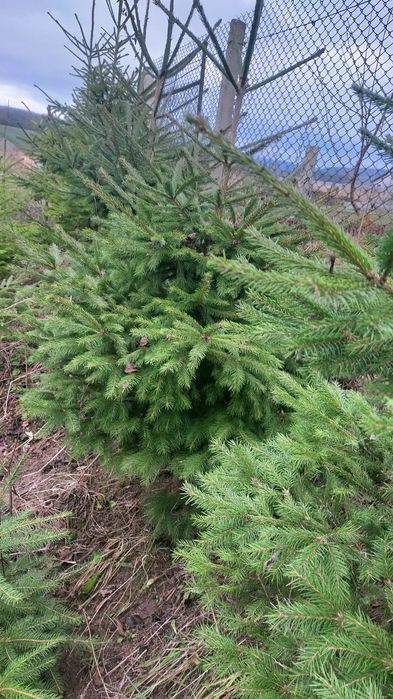 Живі ялинки в горщику