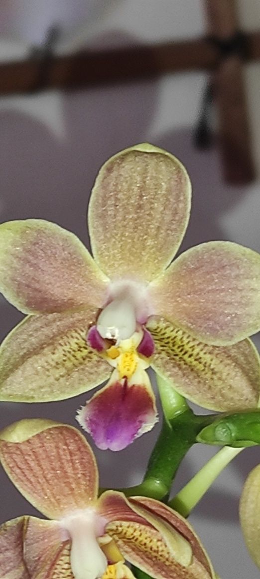Орхидея Арома Hidden Nature