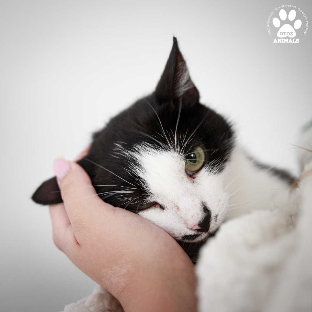 Śliczna, czarno - biała kotka Figaro do adopcji