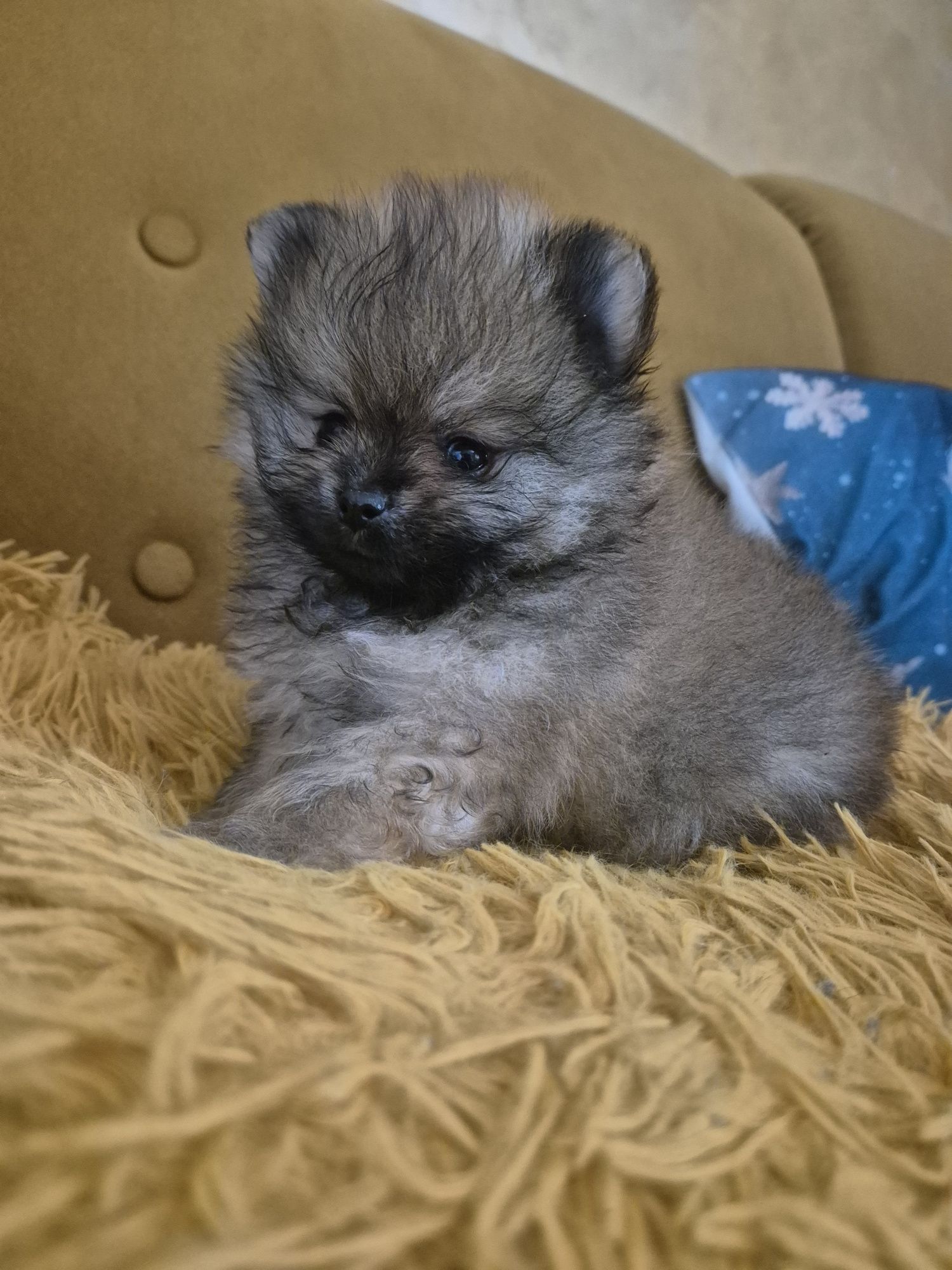 Suczka pomeranian bardzo przytulaśna