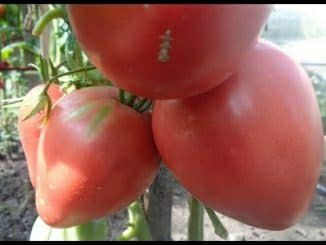 Семена  томатов . Семена. Насіння.