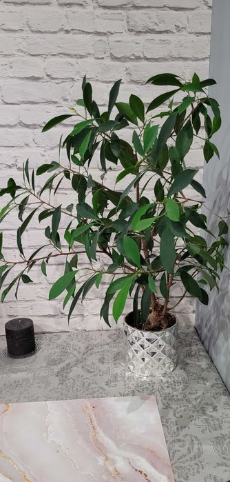 Fikus ala Bonsai