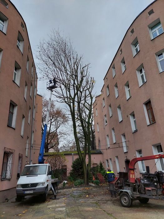 Wycinka drzew, wycinka drzewa, frezowanie pni, Rębak do gałęzi,