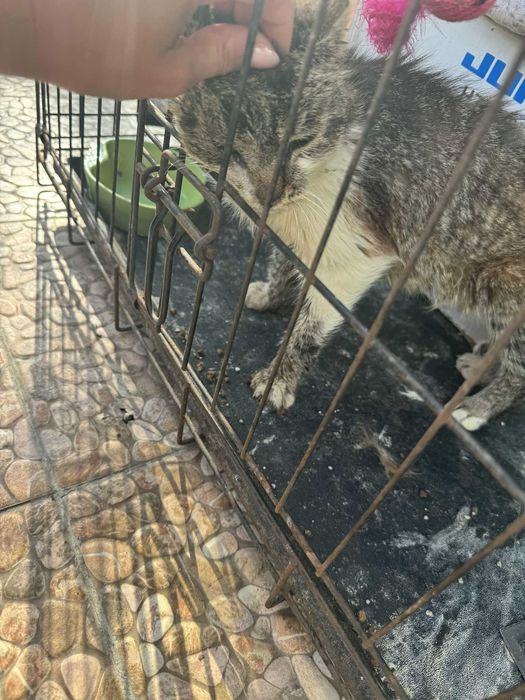 NUMA - kotka FIV+ w fatalnym stanie - adoptujesz? :(