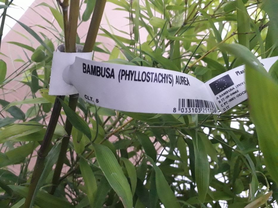 Bambus AUREA sadzonka