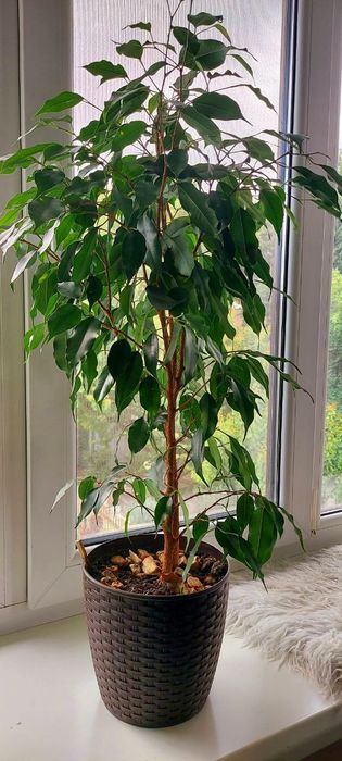 Фікус Бенджаміна 90 см.
Висота разом із горщиком – 90 см
Стан відмінни