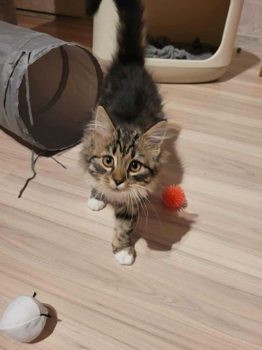 Sony i Sharp koci bracia