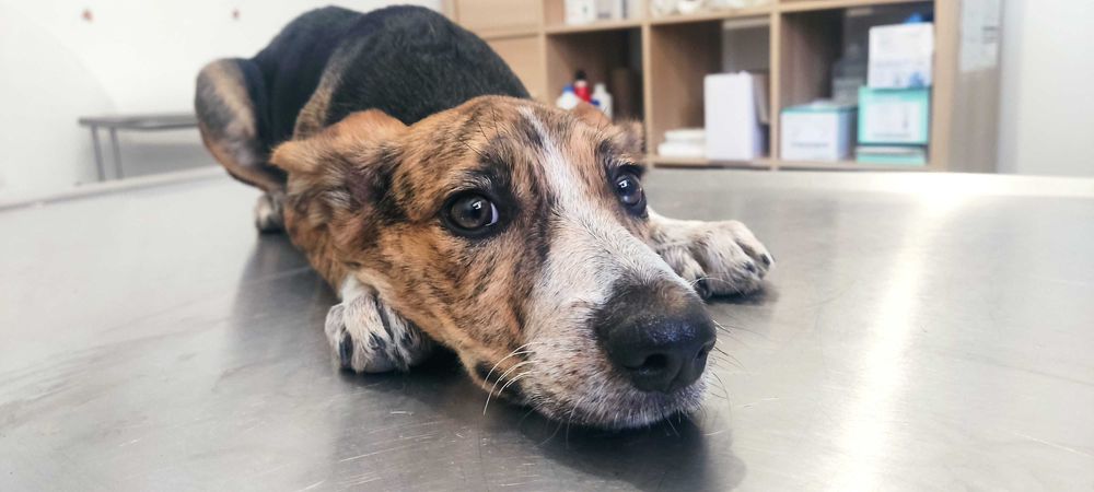 Adoção urgente - filha de cadelinha de rua