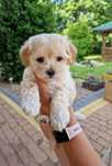 Maltipoo szczeniaczek