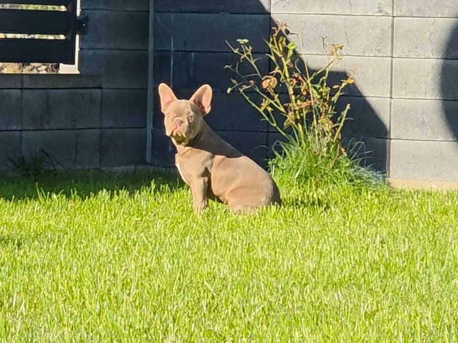 Buldog Francuski suczka Isabell z genem Fluffy