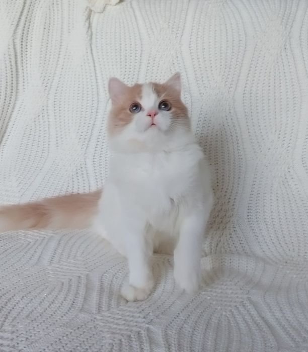 Хайленд страйт пишний хлопчик крем арлекин з блакитним в очах