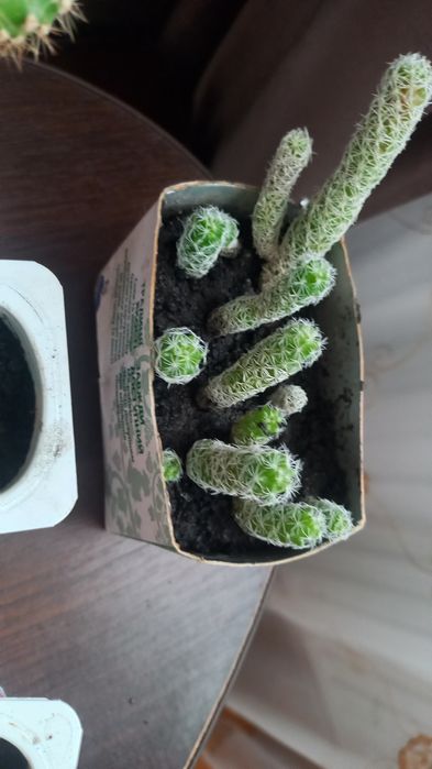 Кактуси, алоє (столітник), фіалки