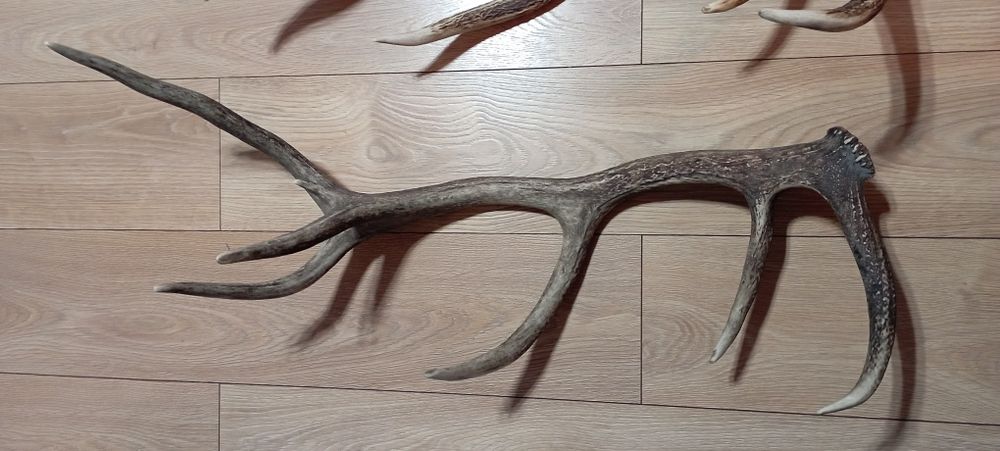 Poroże jelenia 80cm