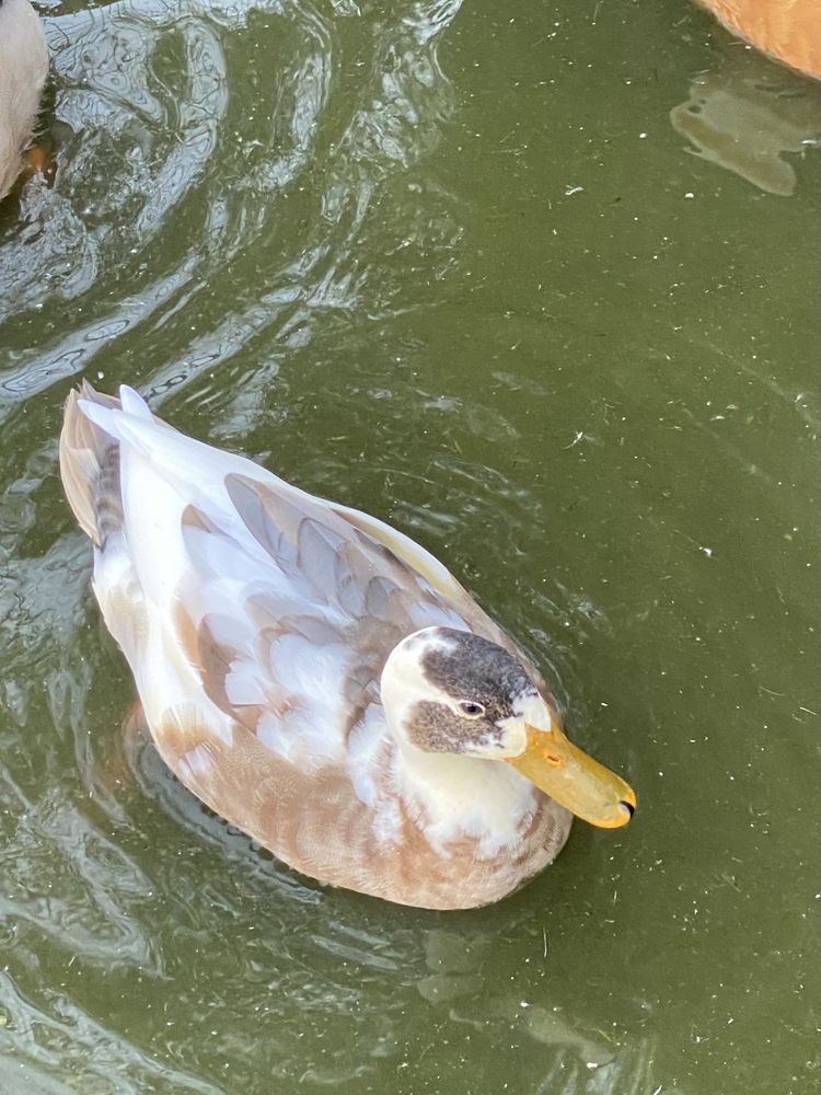 Patos ornamentais de varias raças