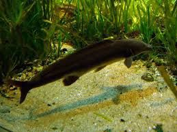Vendo vários ciclideos americanos e monsterfish