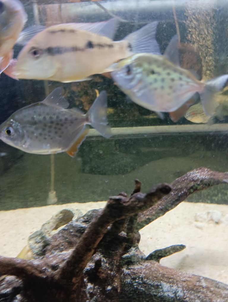 metynnis maculatus 3/4cm