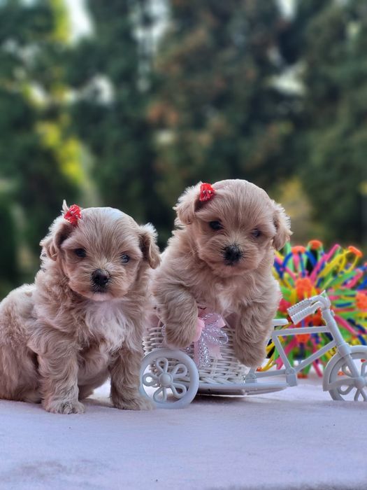 Мальтіпу — міні-компаньйони на кожен день