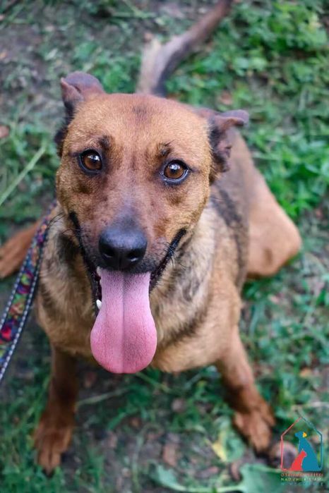 Bardzo przyjazna, młoda sunia Zarina szuka domu.Adoptuj!