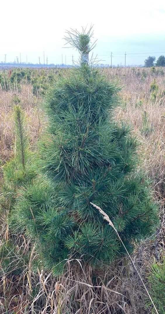 Дерева хвойні , сосна звичайна ком. Pinus sylvestris , pine.