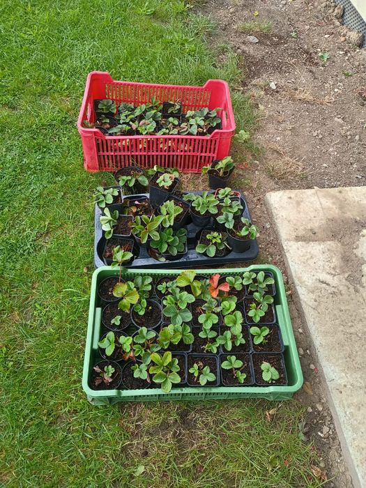 Sadzonki truskawek Honeoye