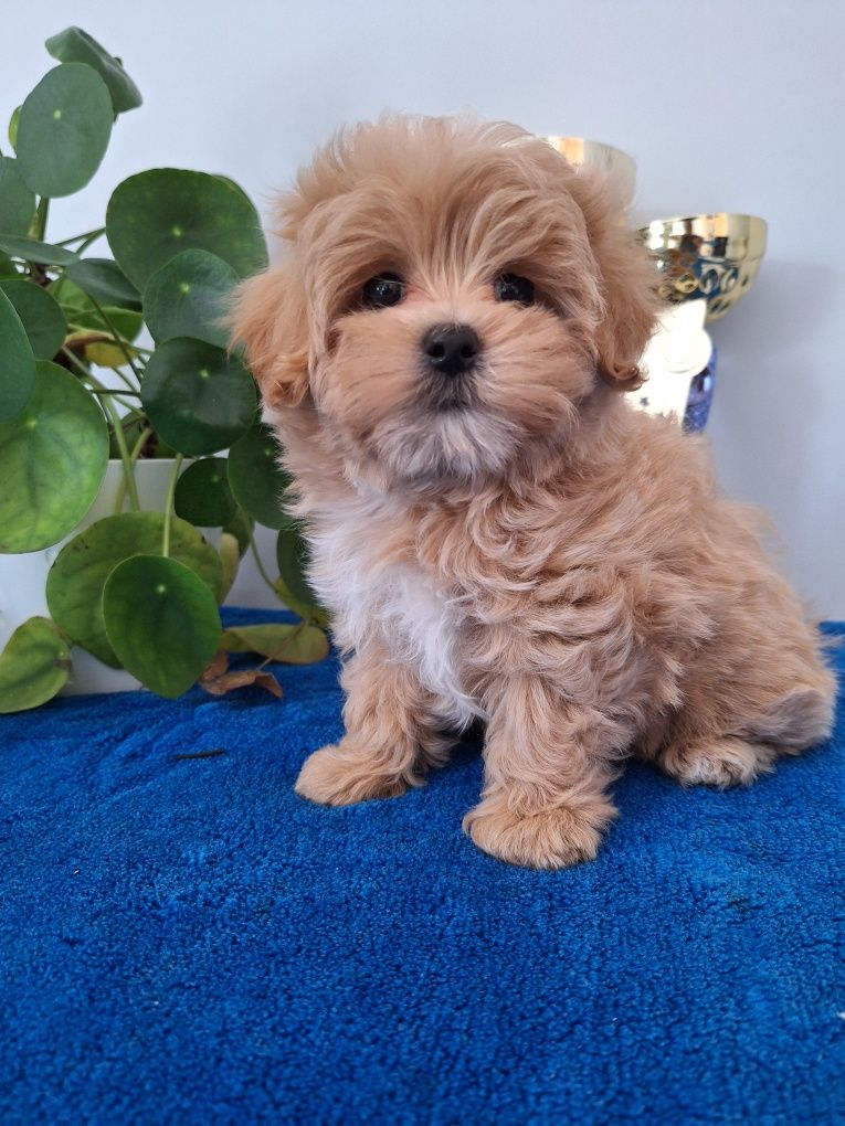 Maltipoo piesek z certyfikatem