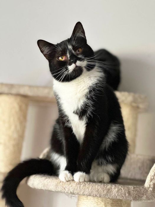 ИДЕАЛЬНАЯ МАРКИЗА! 8месяцев,стерилизована ( кот, кошка, котенок)