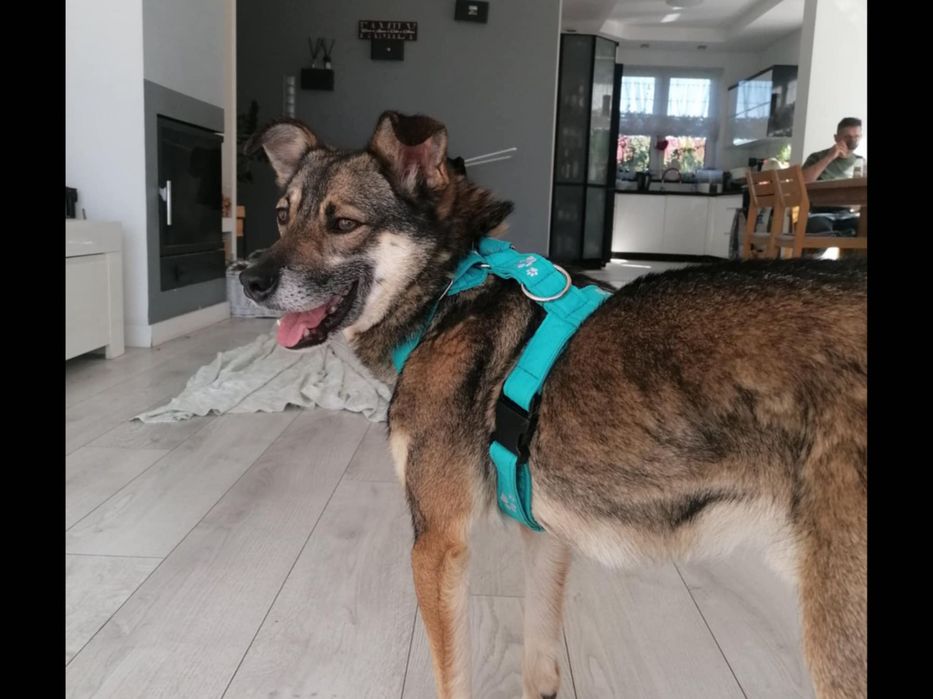 Piesek idealny-Amorek.