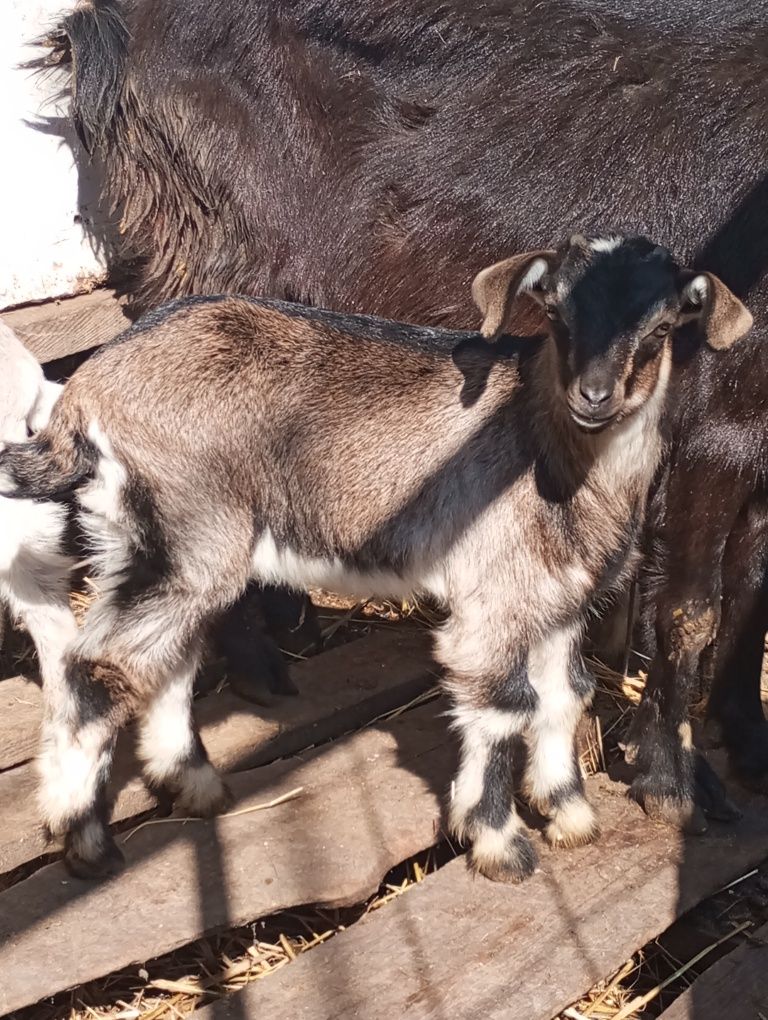 Продам  козочок півтора місяці.