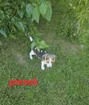 Beagle z Rodowodem do odbioru