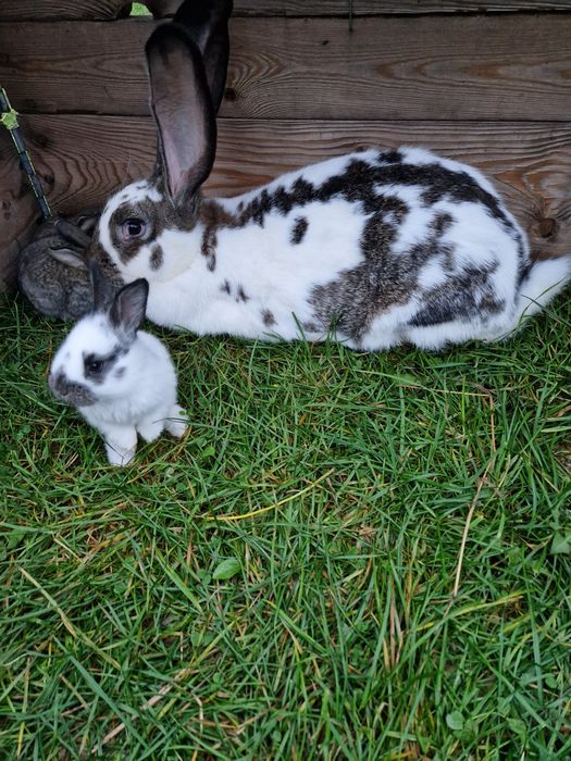 Królica Olbrzym Belgiski mieszana z małymi 10 szt.