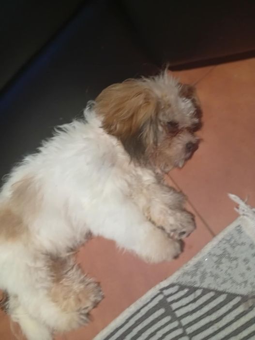 Mancho procura novo lar