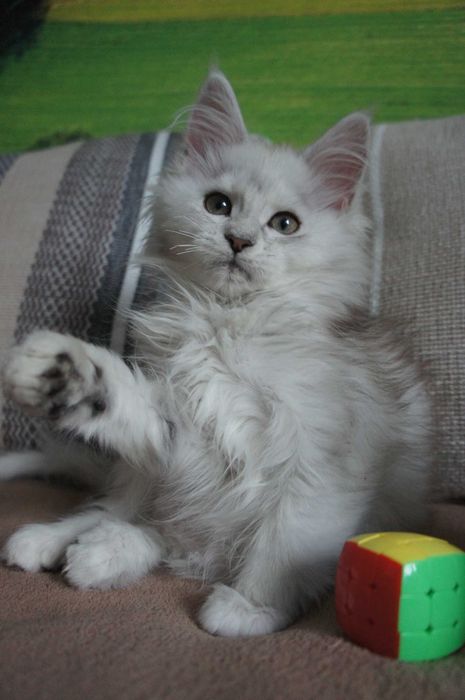 Maine Coon - FPL - ns11 -  4 miesiące  - GOTOWA