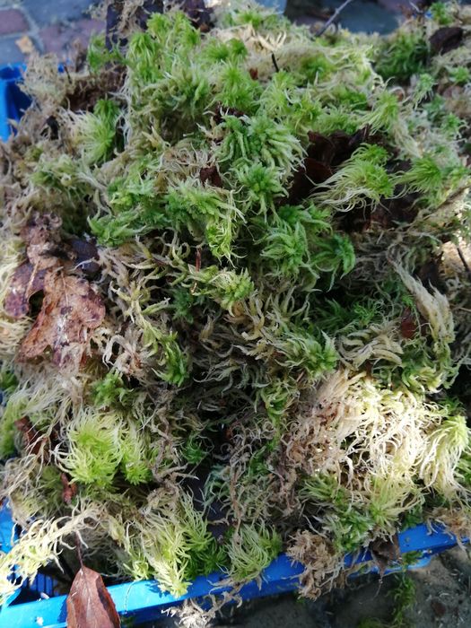 Живий Мох сфагнум.1 л  27 грн