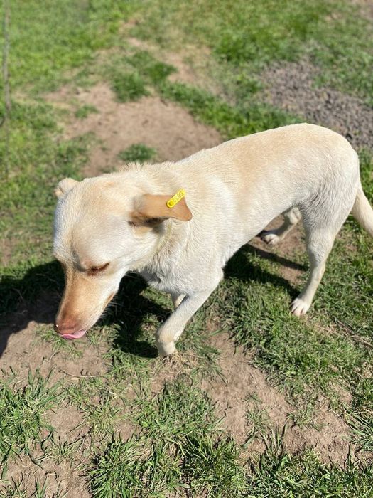 Отдам даром в добрые руки собачек метисы лабрадора