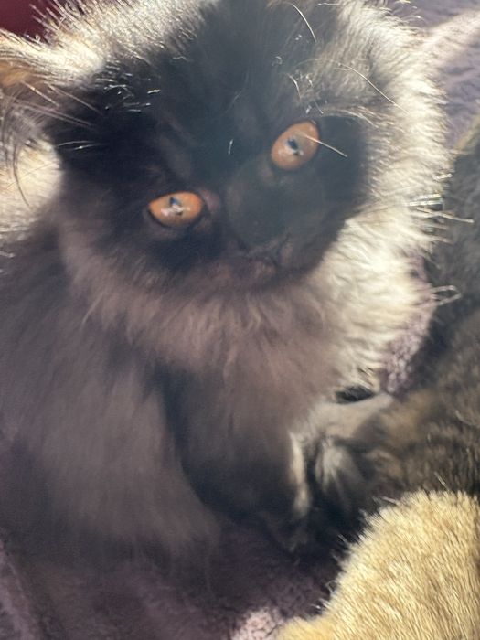 Британський хлопчик хайленд  чорний дим