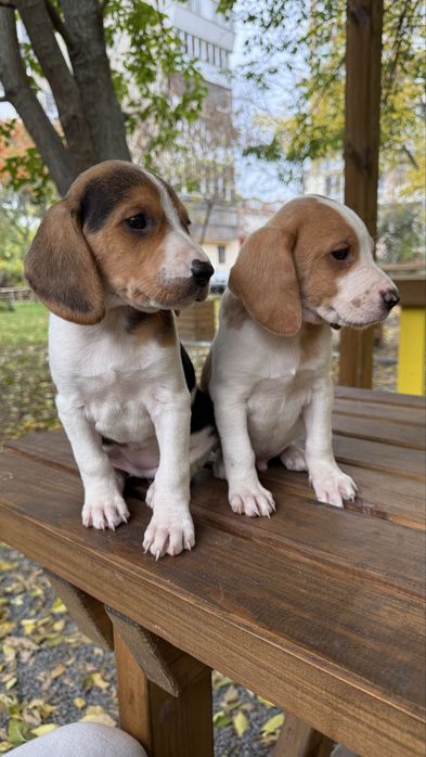 Срочно Бигль мальчик и девочка