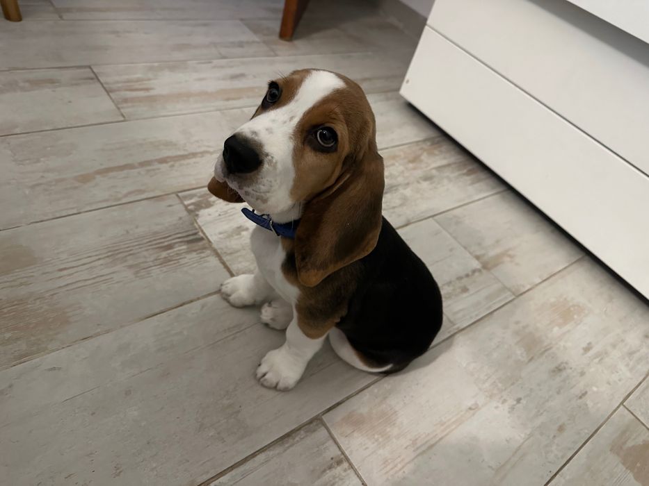 Beagle tricolor puro de raça