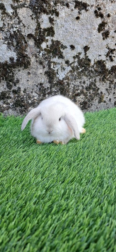 Coelho anão mini lop belier