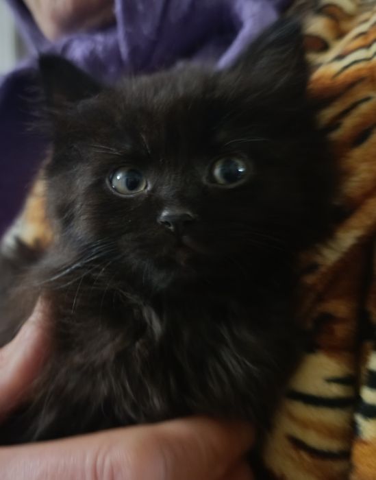 Візьміть кошеня, прибилось