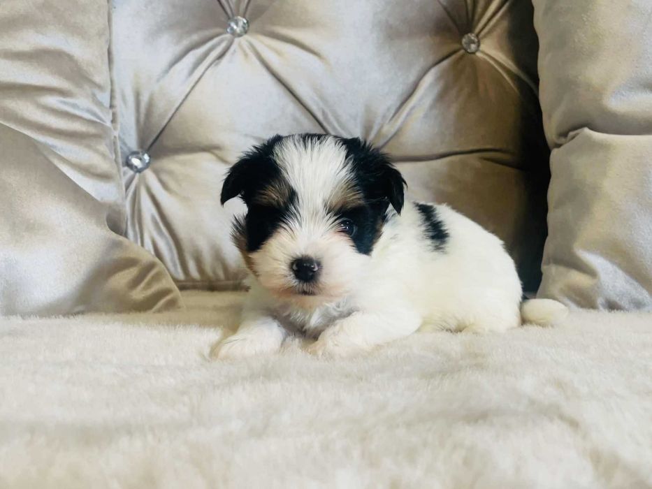 York Biewer prześliczny chłopczyk. Bardzo Piękny. Luxusowy.