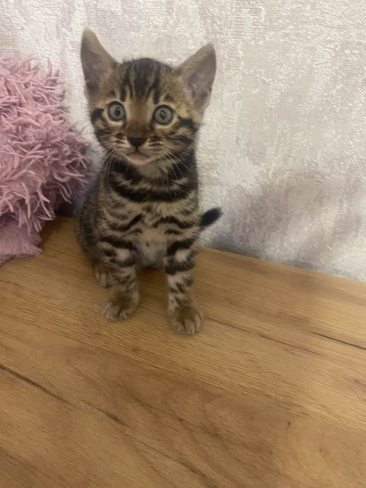 Бенгальські кошенята