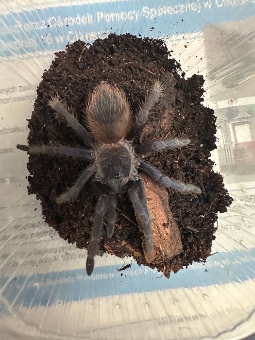 20x Lasiocyano sazimai (Pterinopelma)