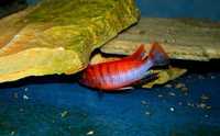 Labidochromis sp. "hongi" sweden, Pyszczaki,malawi , wysyłka