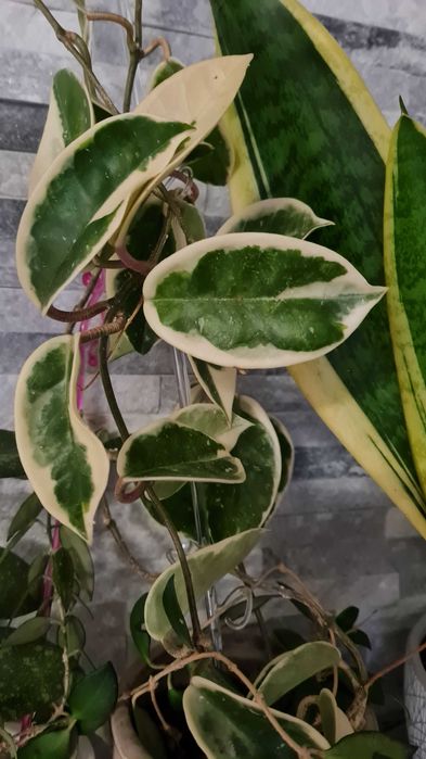 Hoya trzy rodzaje w jednej cenie.