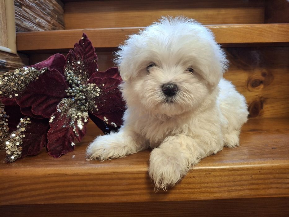 Мальтезе мальчик!