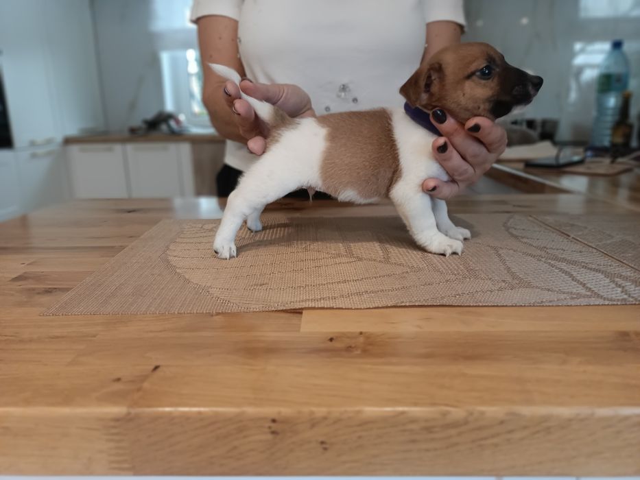 Sprzedam Jack Russell Terrier Piesek