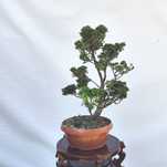 Pre Bonsai cyprysik